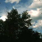 Oaks Of Bethel : The Book of Odes I